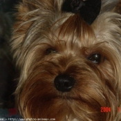 Photo de Yorkshire terrier