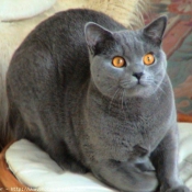 Photo de Chartreux