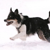 Photo de Border collie