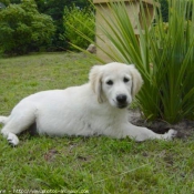 Photo de Golden retriever