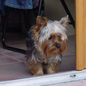 Photo de Yorkshire terrier