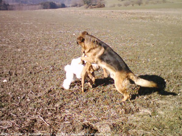 Photo de Races diffrentes