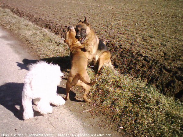 Photo de Races diffrentes