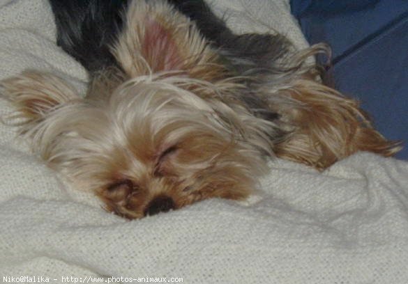 Photo de Yorkshire terrier