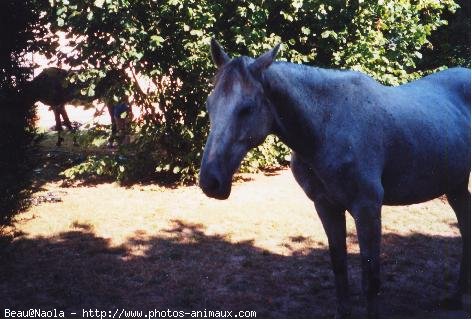 Photo d'Anglo-arabe