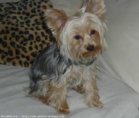 Photo de Yorkshire terrier