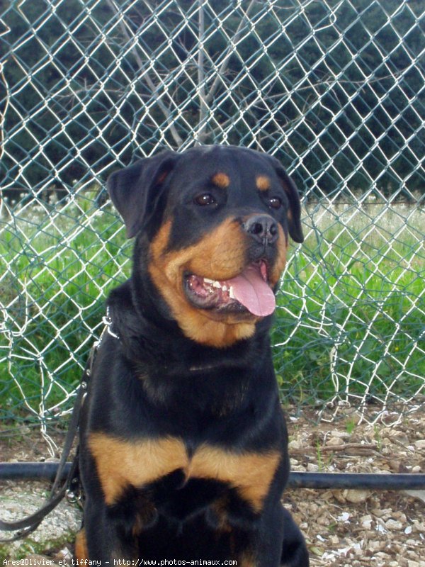 Photo de Rottweiler