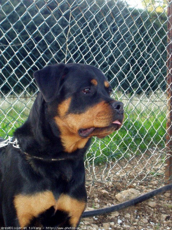 Photo de Rottweiler