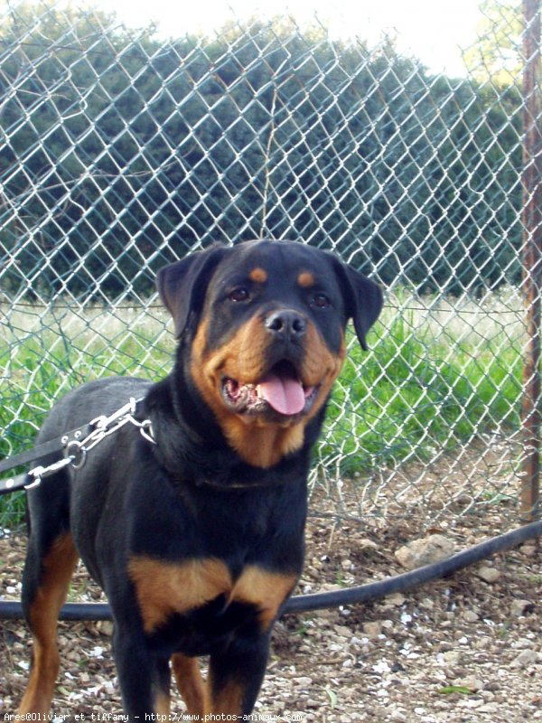 Photo de Rottweiler