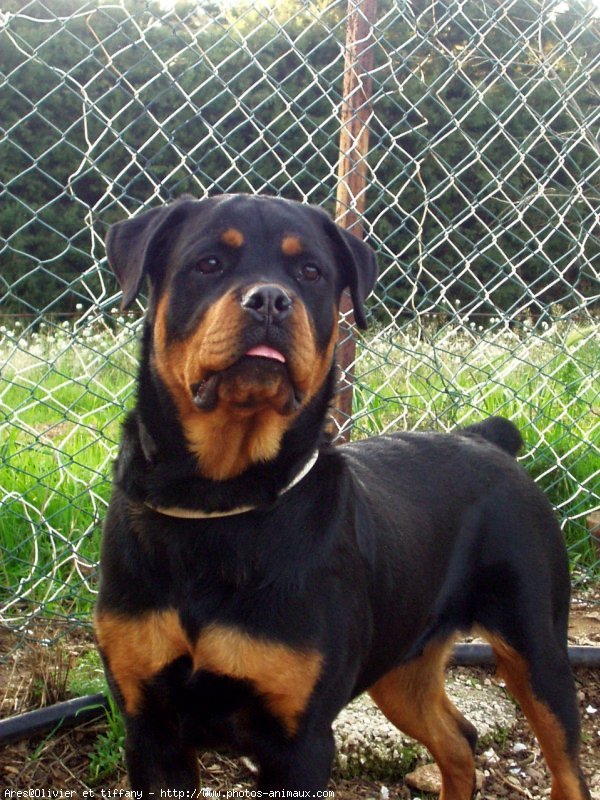 Photo de Rottweiler