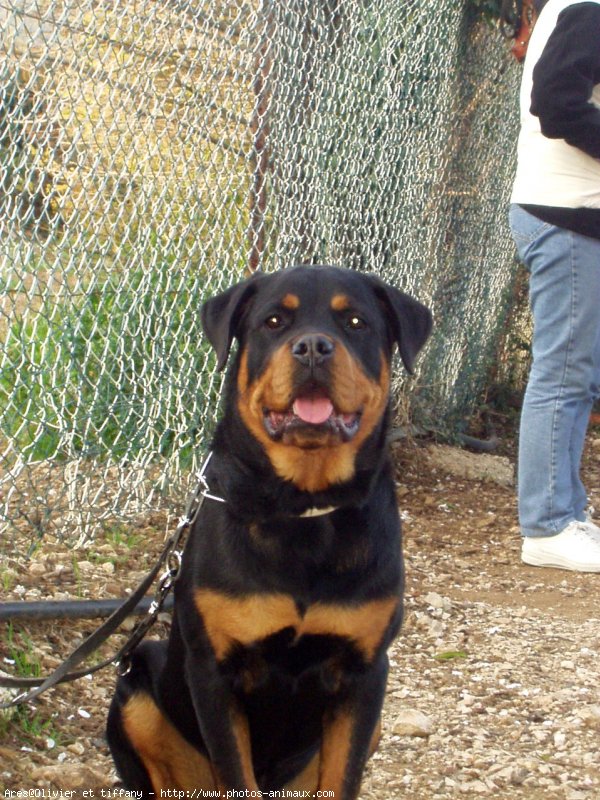 Photo de Rottweiler