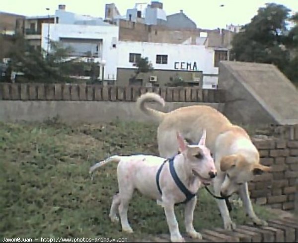 Photo de Bull terrier miniature