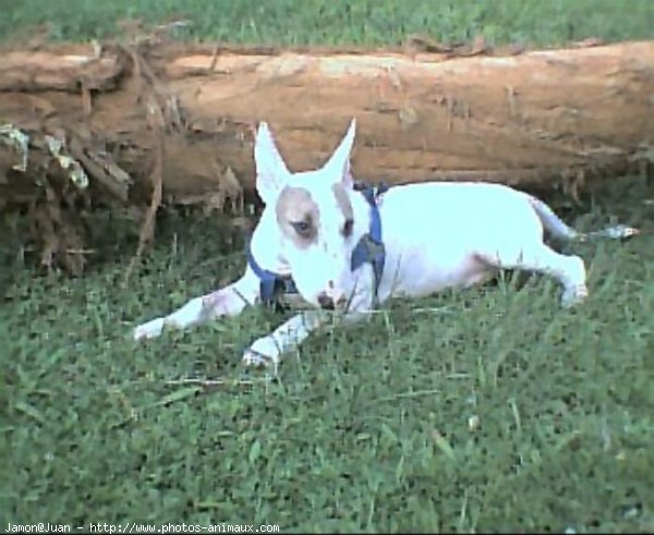 Photo de Bull terrier miniature