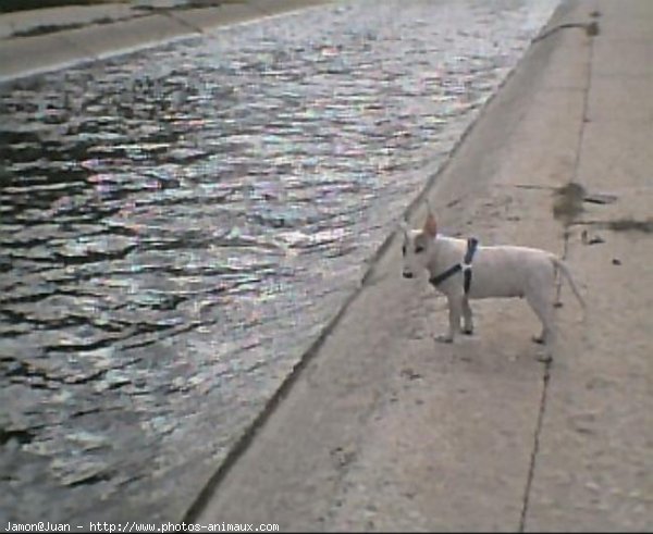 Photo de Bull terrier miniature