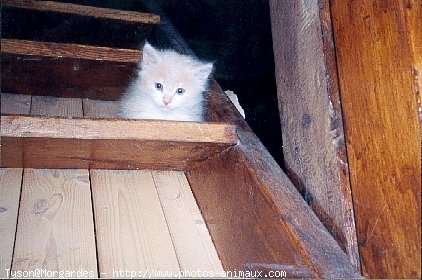 Photo de Maine coon