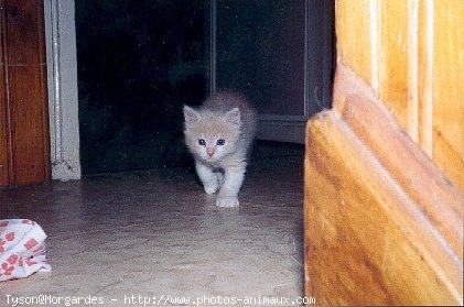 Photo de Maine coon