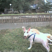 Photo de Bull terrier miniature