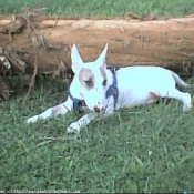 Photo de Bull terrier miniature