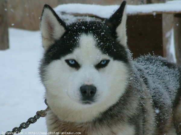 Photo de Husky siberien