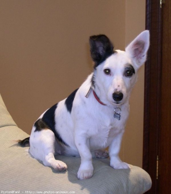 Photo de Jack russell terrier