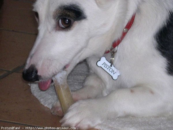 Photo de Jack russell terrier