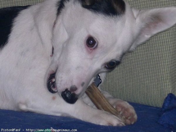 Photo de Jack russell terrier