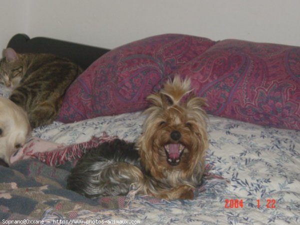 Photo de Yorkshire terrier