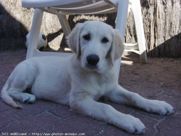 Photo de Golden retriever