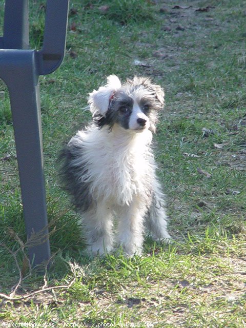 Photo de Chien chinois nu  crte