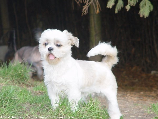 Photo de Shih tzu