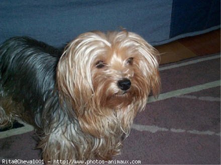 Photo de Yorkshire terrier