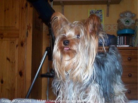 Photo de Yorkshire terrier