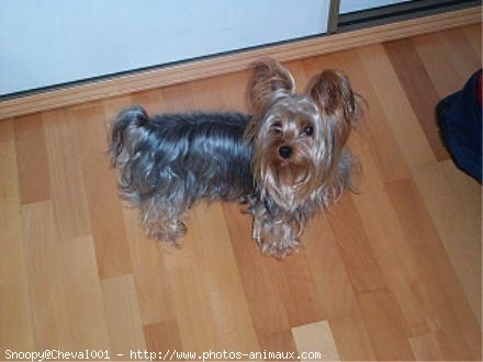 Photo de Yorkshire terrier