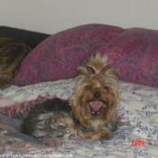 Photo de Yorkshire terrier