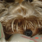 Photo de Yorkshire terrier