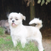 Photo de Shih tzu