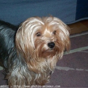 Photo de Yorkshire terrier