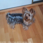 Photo de Yorkshire terrier