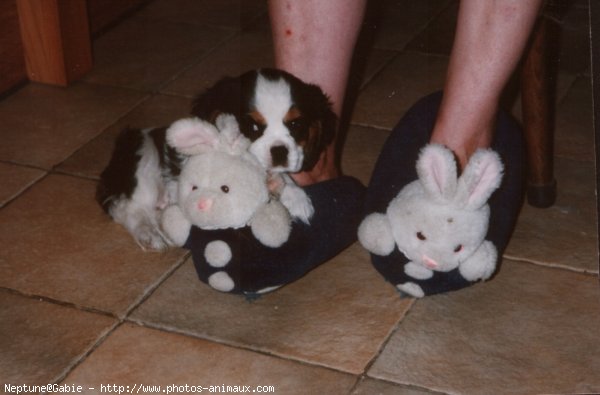 Photo de Cavalier king charles spaniel