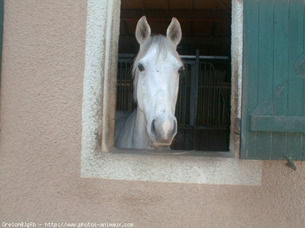 Photo de Selle franais