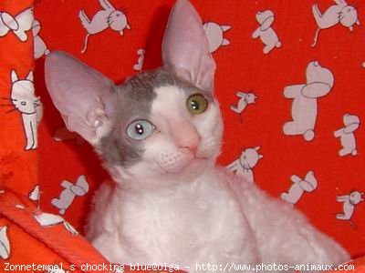 Photo de Cornish rex