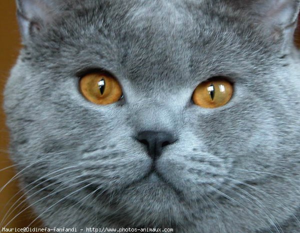 Photo de British shorthair