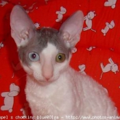 Photo de Cornish rex