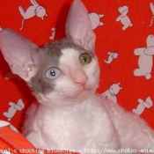 Photo de Cornish rex