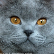 Photo de British shorthair