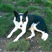 Photo de Border collie