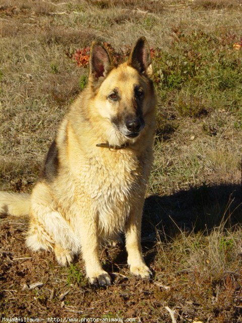 Photo de Berger allemand  poil court