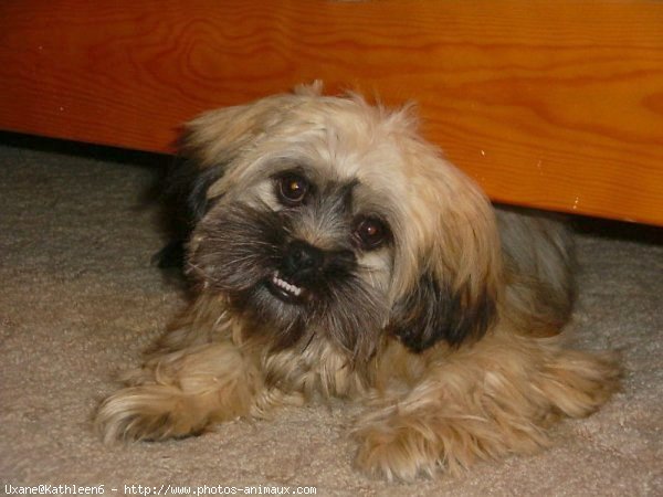 Photo de Shih tzu