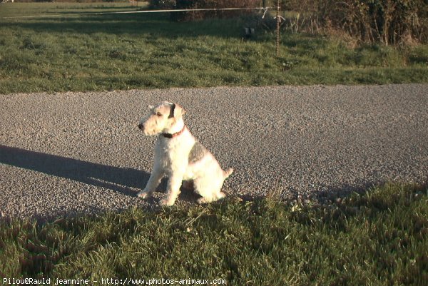 Photo de Fox terrier  poil dur