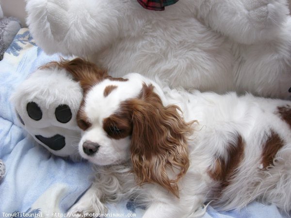 Photo de Cavalier king charles spaniel